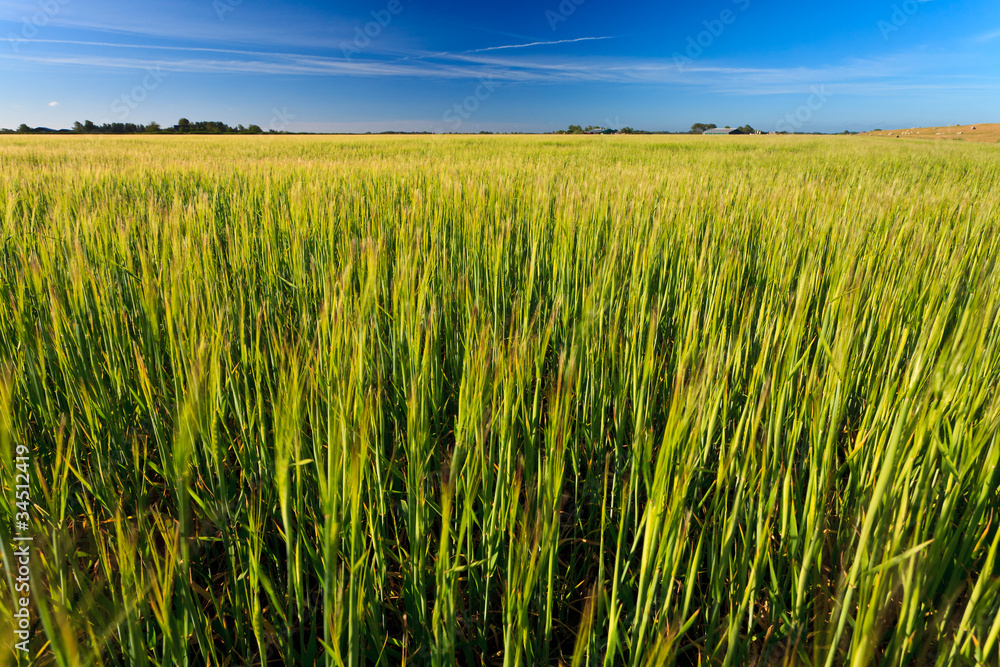 Wheat field on a sunny day