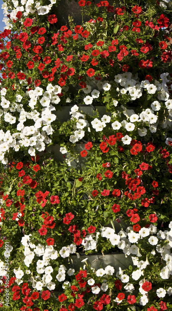 Red and white petunia