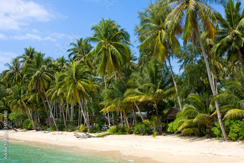 Coconut palm trees on summer beach