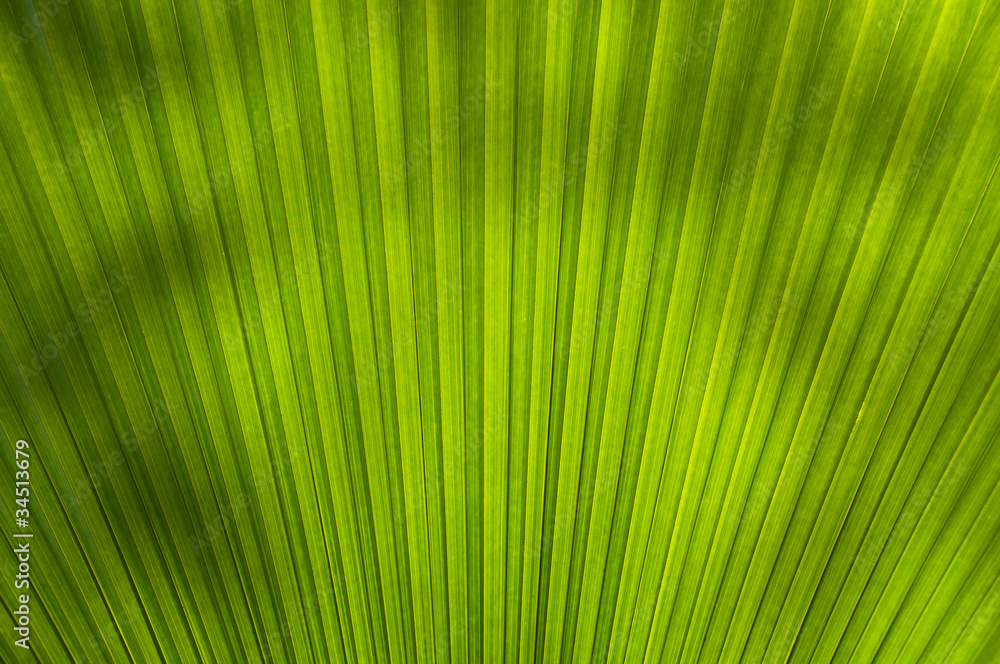 One of the pattern on the palm leaves. One of the pattern on the palm leaves.