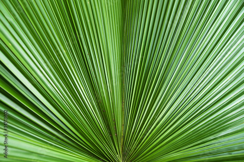 One of the pattern on the palm leaves.