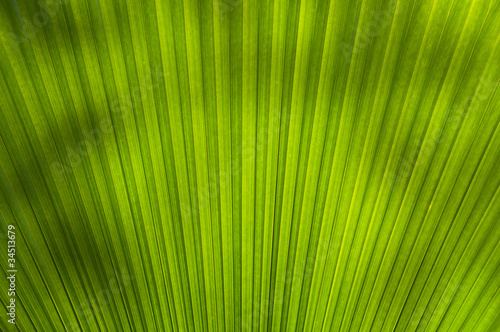 One of the pattern on the palm leaves.