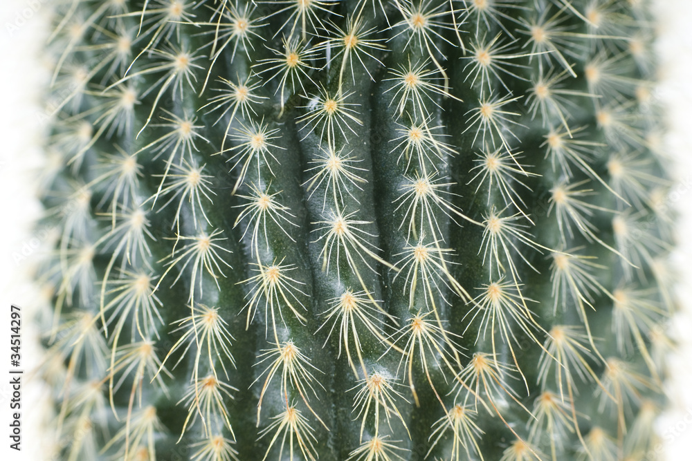 Cactus close-up of white background Cactus close-up of white background