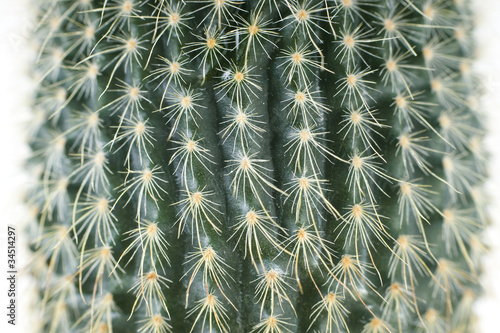 Cactus close-up of white background