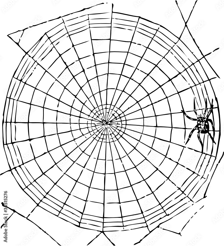 Spinnennetz Spinnennetz