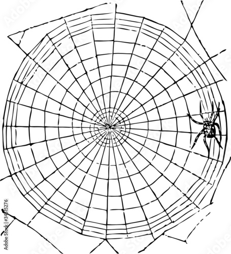 Spinnennetz