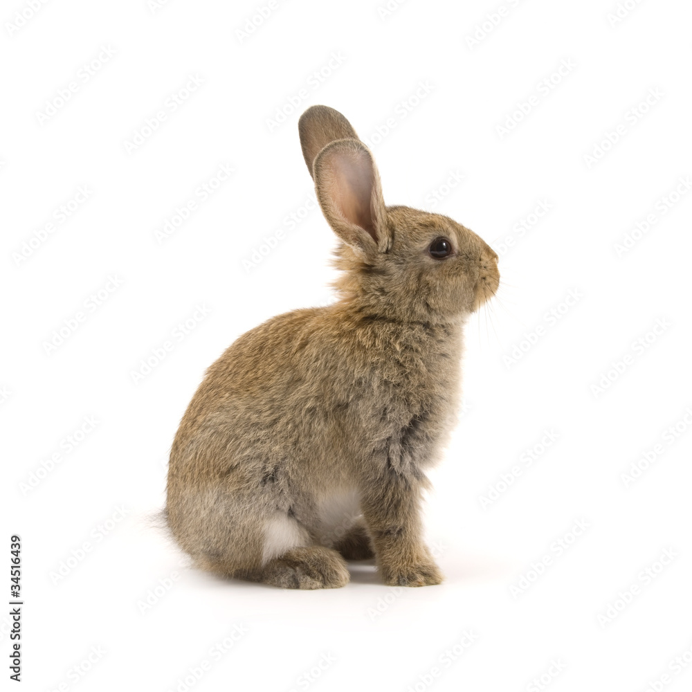 Adorable rabbit isolated on white