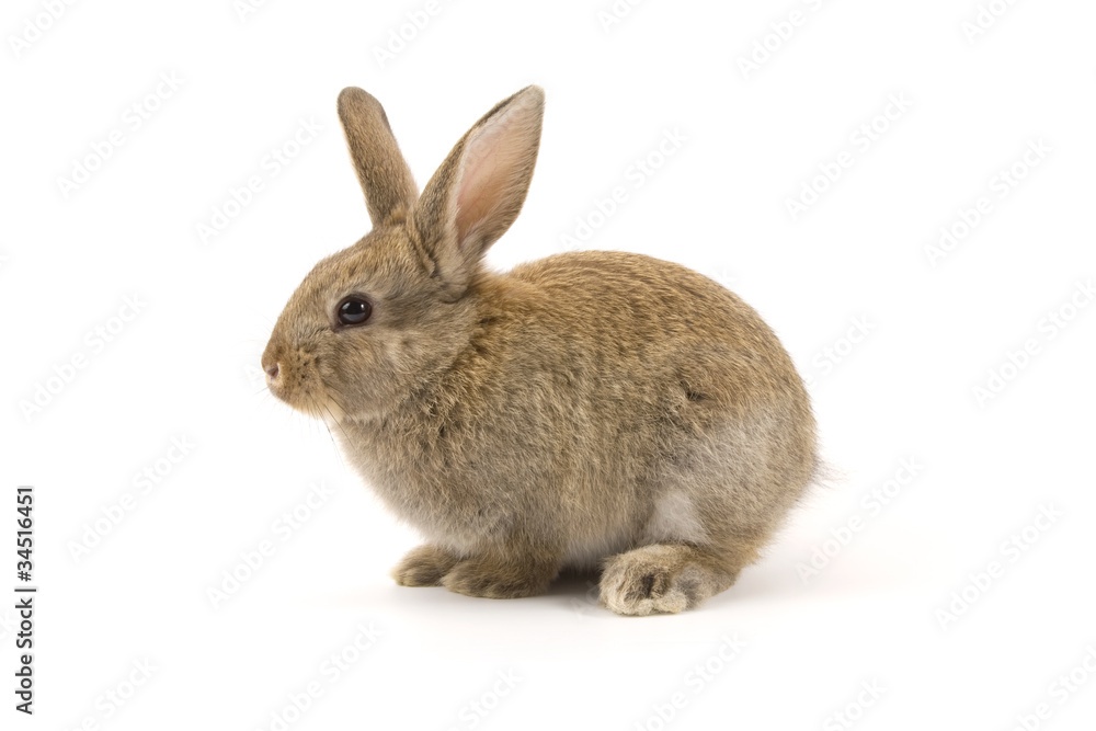 Adorable rabbit isolated on white Adorable rabbit isolated on white