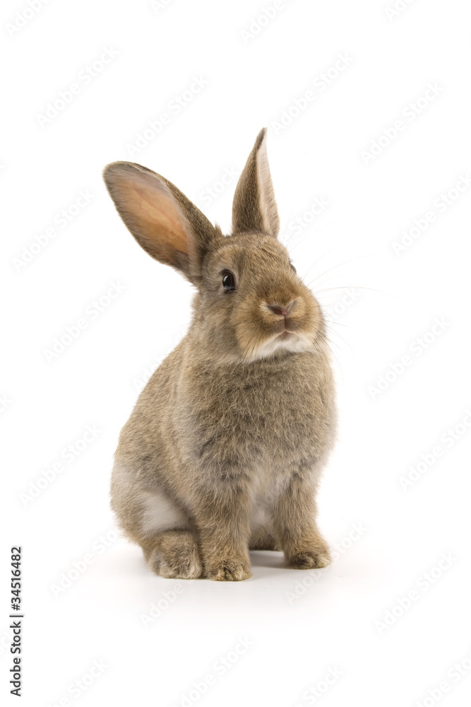 Adorable rabbit isolated on white