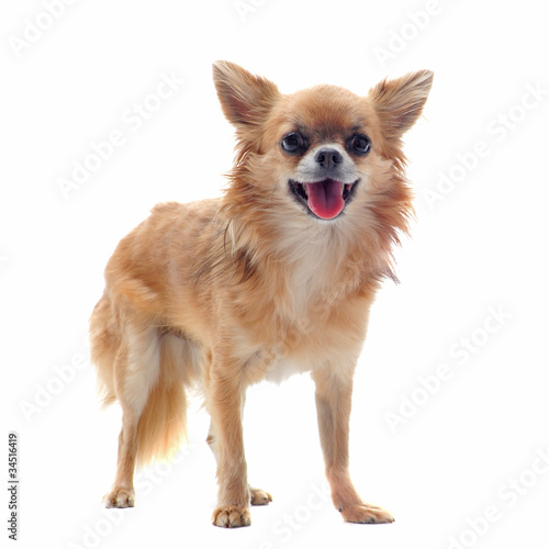 brown chihuahua