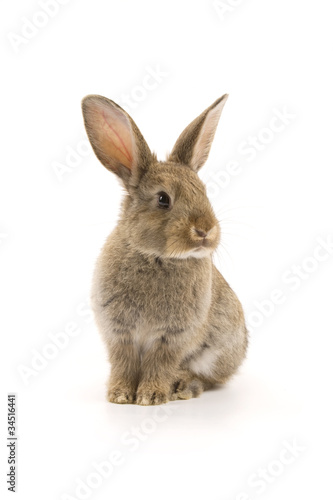 Adorable rabbit isolated on white