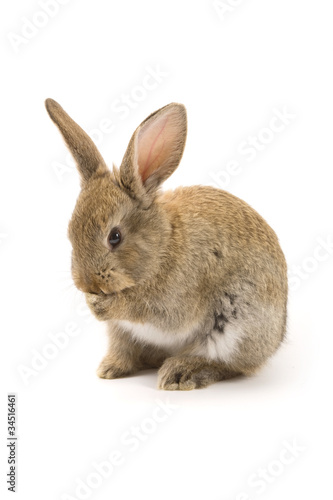 Obraz na płótnie Adorable rabbit isolated on white w salonie