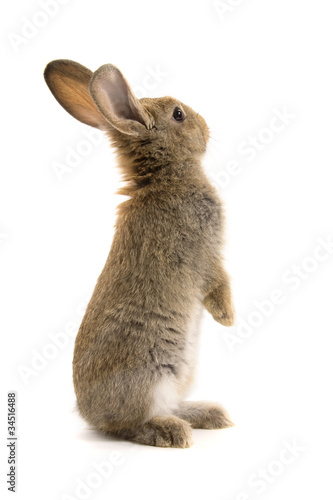 Obraz na płótnie Adorable rabbit isolated on white w salonie