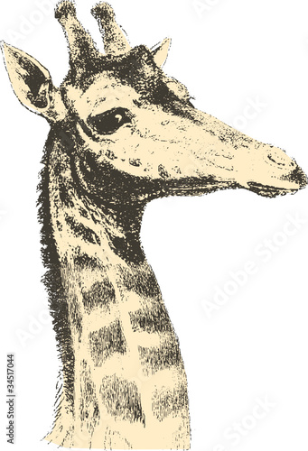 Giraffe 2