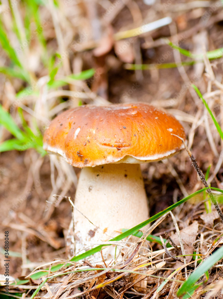 bolet dans la forêt bolet dans la forêt