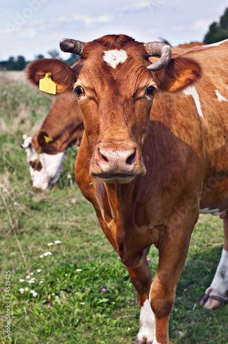 cows in field © Buriy