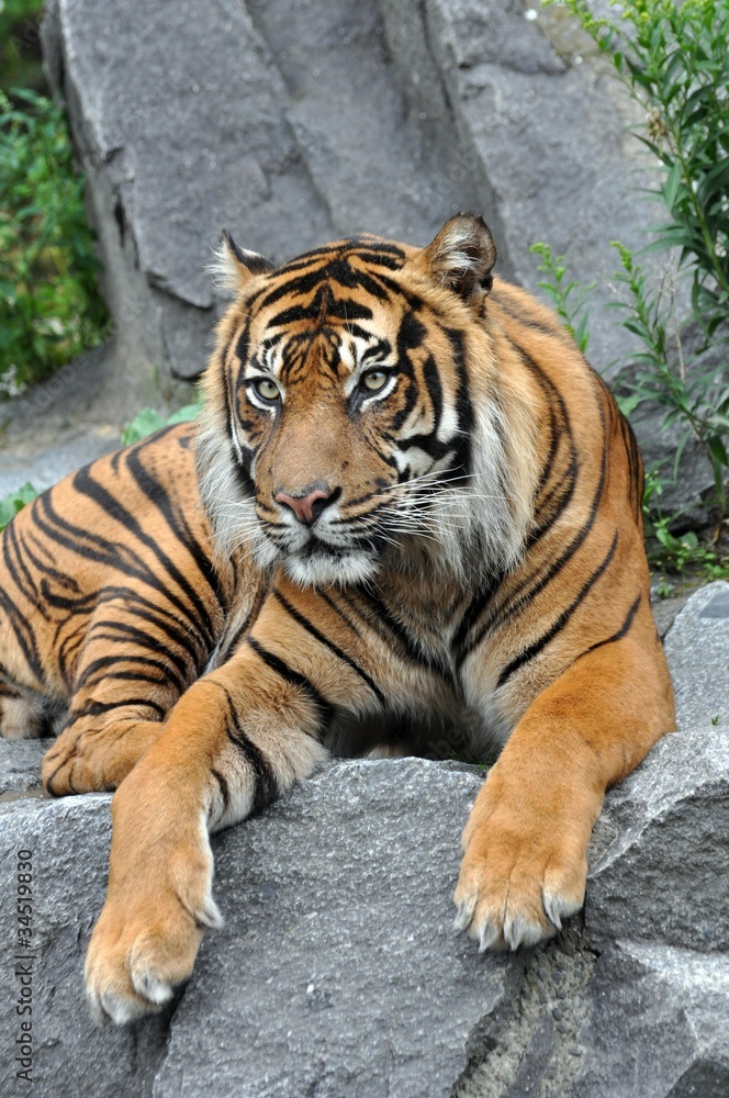 Sumatratiger in Spannung