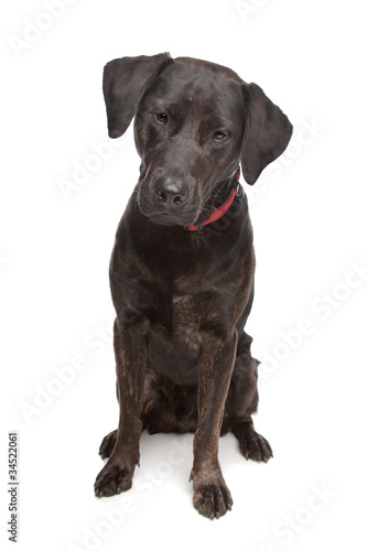 mixed breed dog