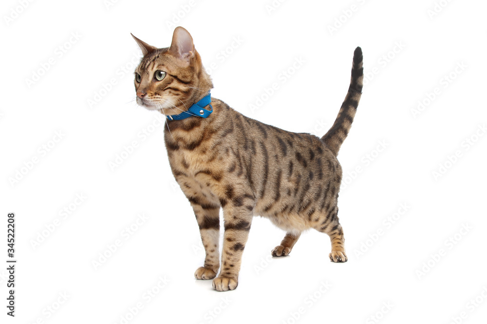 Naklejka premium Kot bengalski