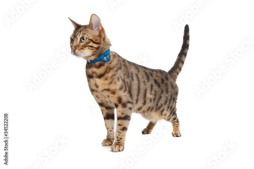 Bengal cat