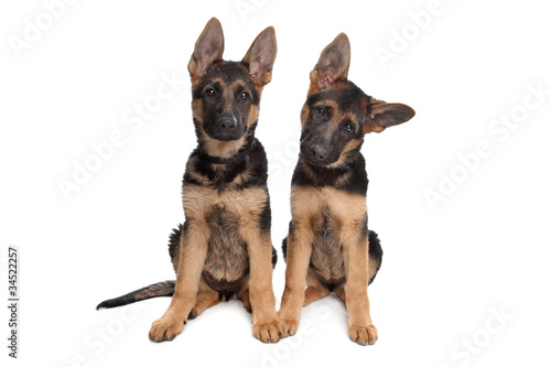 two German shepherd puppies © Erik Lam
