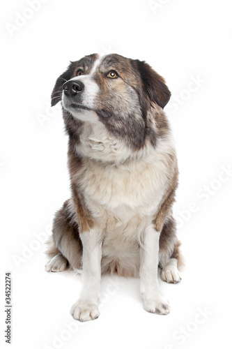 Aidi or atlas mountain dog © Erik Lam