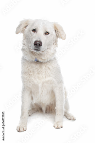 Aidi or atlas mountain dog