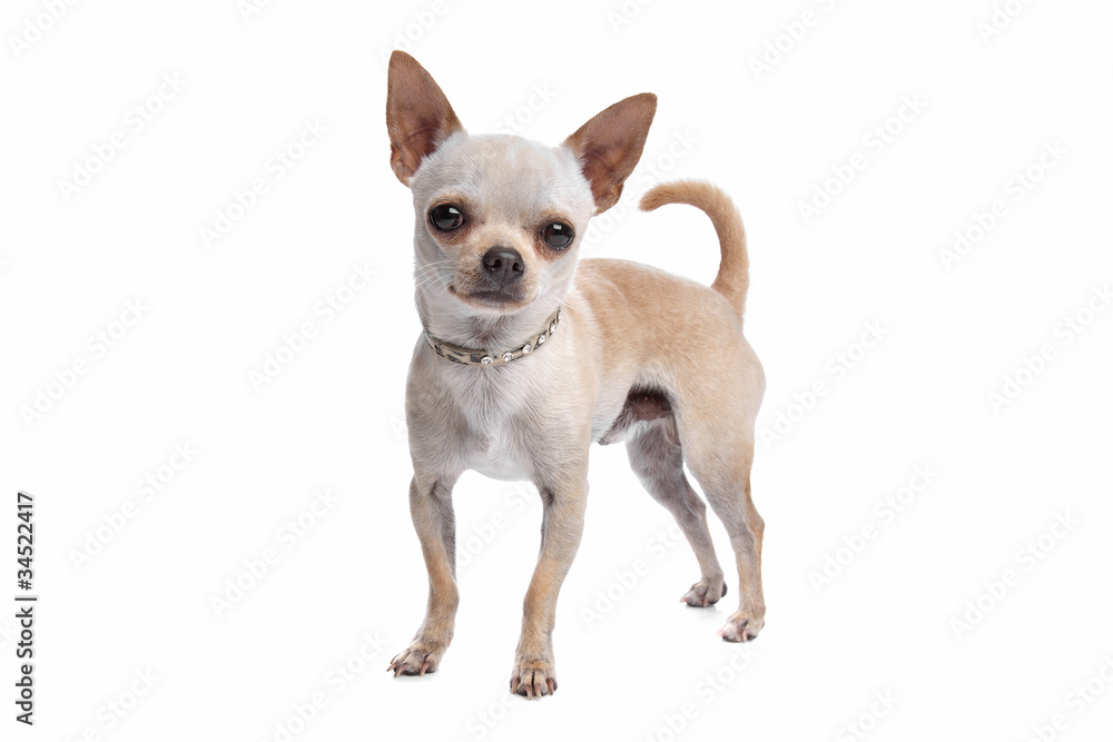 short haired chihuahua