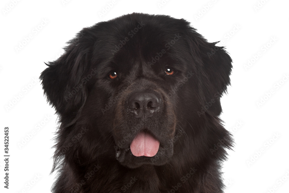 Newfoundland Newfoundland