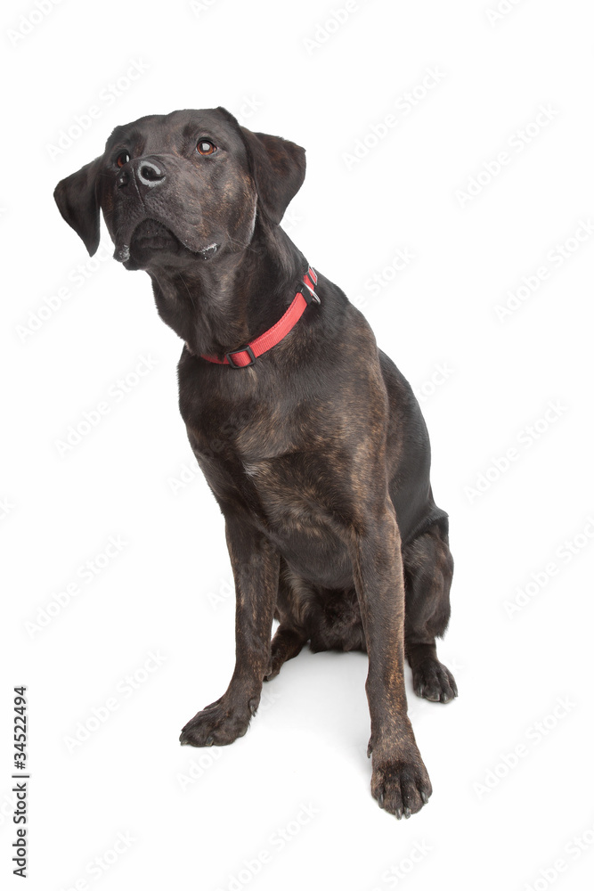 mixed breed dog