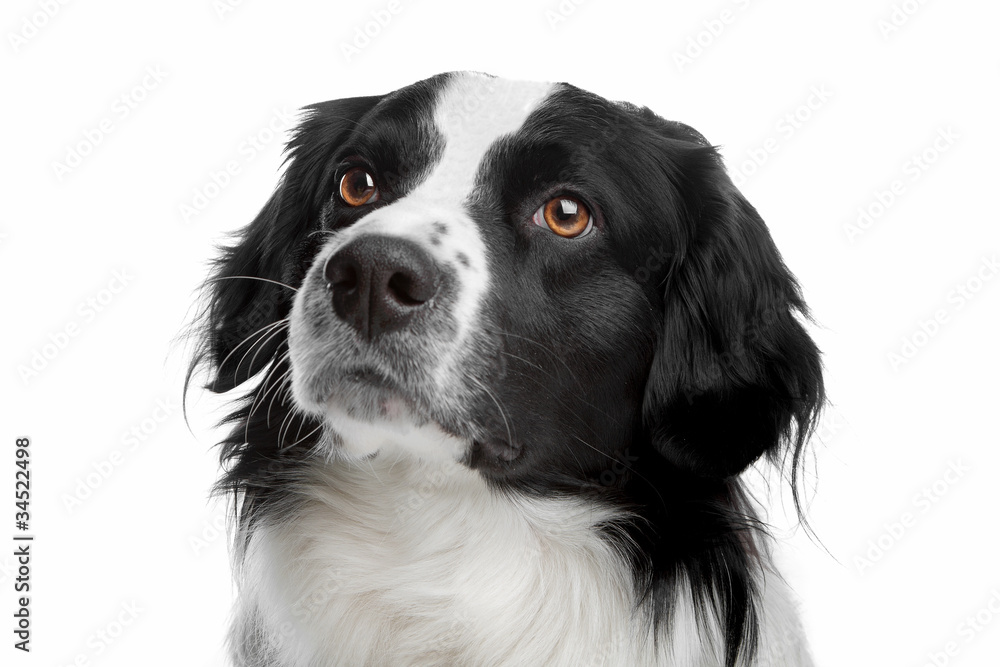 mixed breed dog mixed breed dog