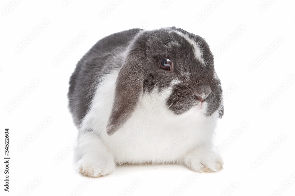 angora rabbit angora rabbit