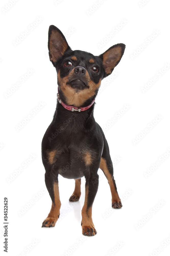 Miniature Pinscher