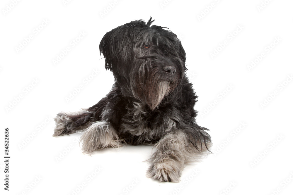 mixed breed dog mixed breed dog