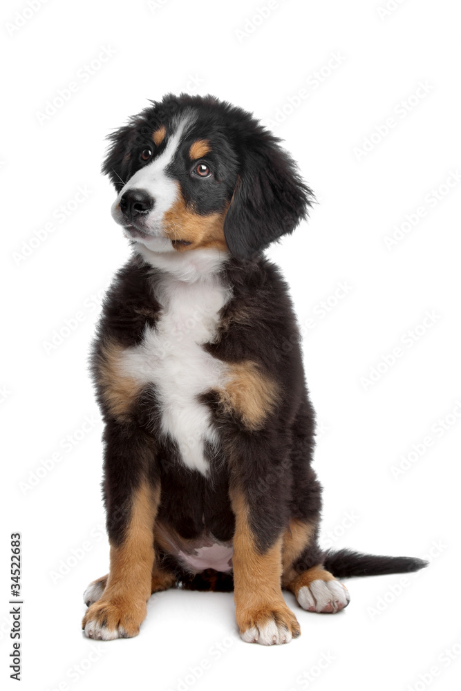 Bernese Mountain Dog