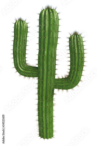 Cactus Fototapet