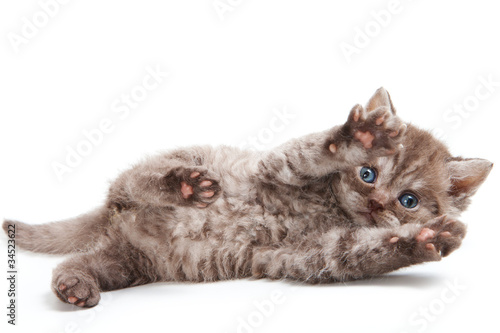 Fotografija Selkirk Rex kitten on white
