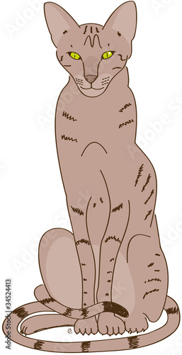chatte orientale brown spotted assise