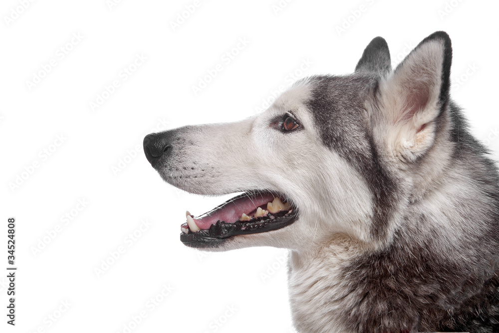 Fototapeta premium Siberian Husky