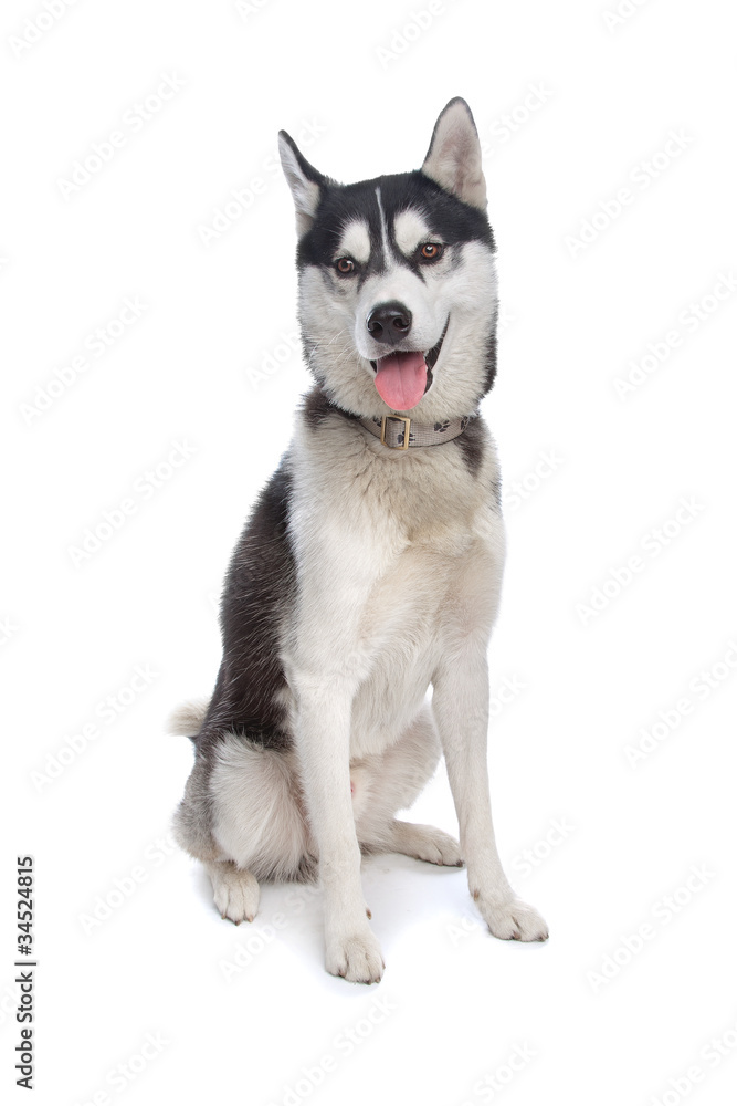 Siberian Husky Siberian Husky