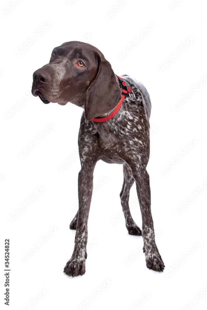 German Shorthaired Pointer