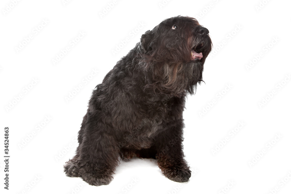 Bouvier des Flandres Bouvier des Flandres