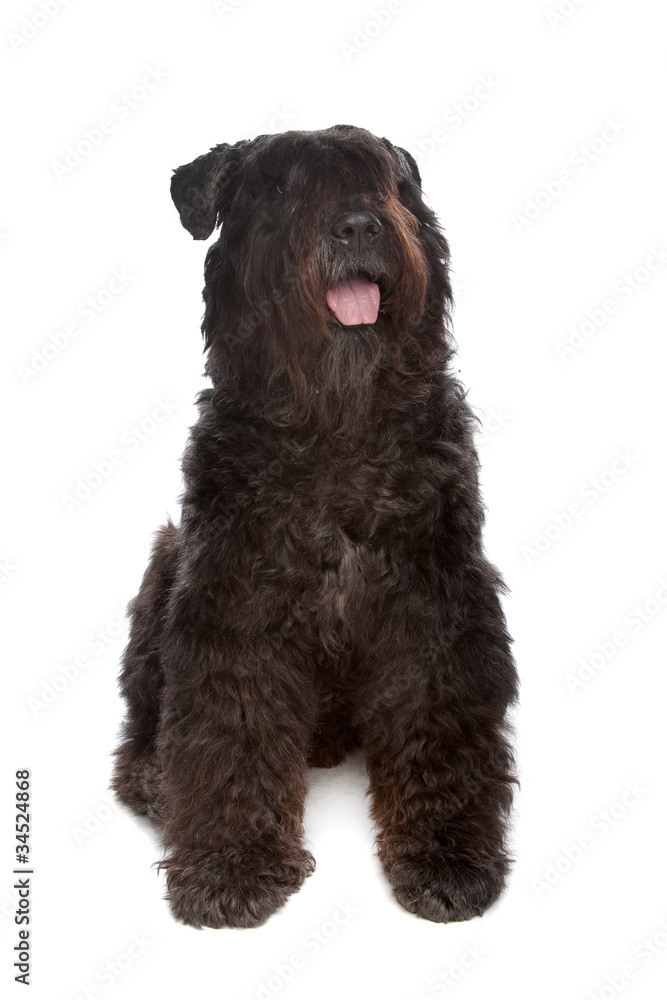 Bouvier des Flandres