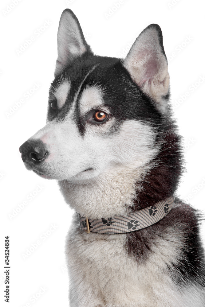 Siberian Husky