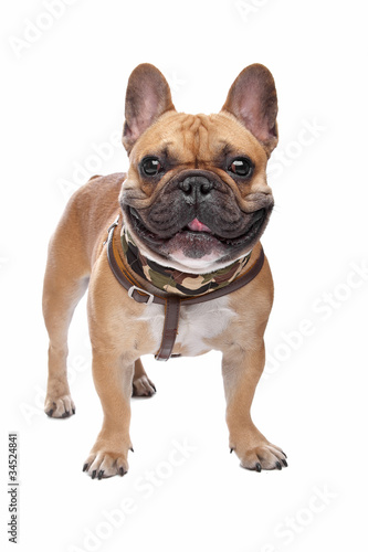 French Bulldog