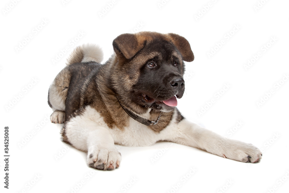 Obraz premium American Akita puppy