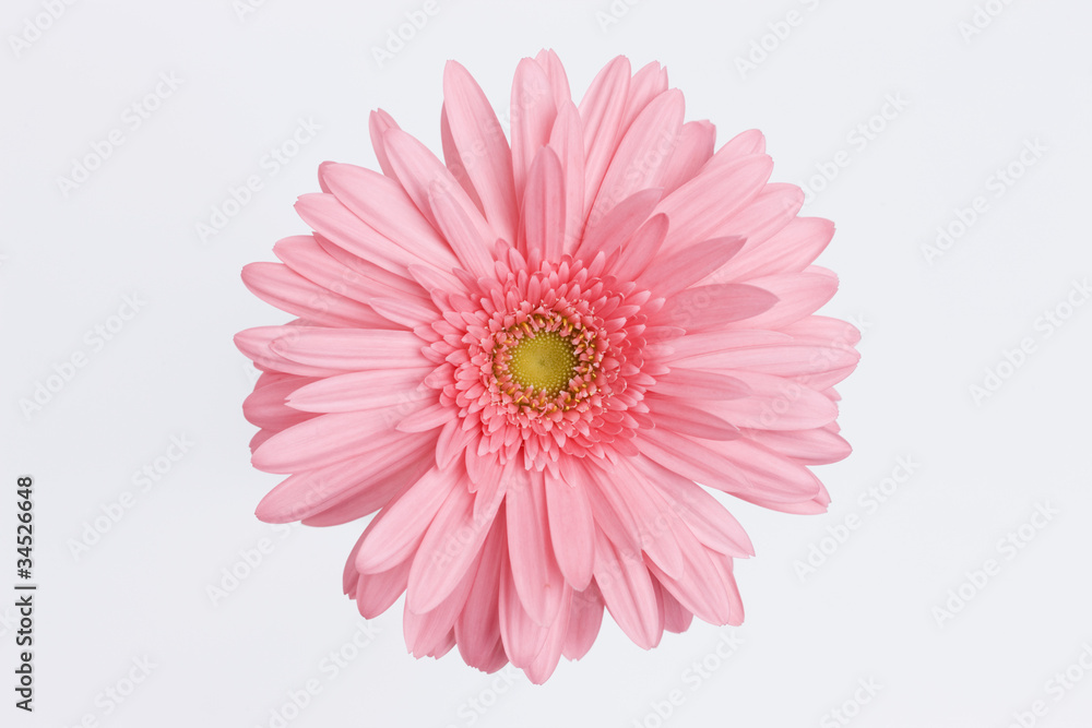 ガーベラの花 ガーベラの花