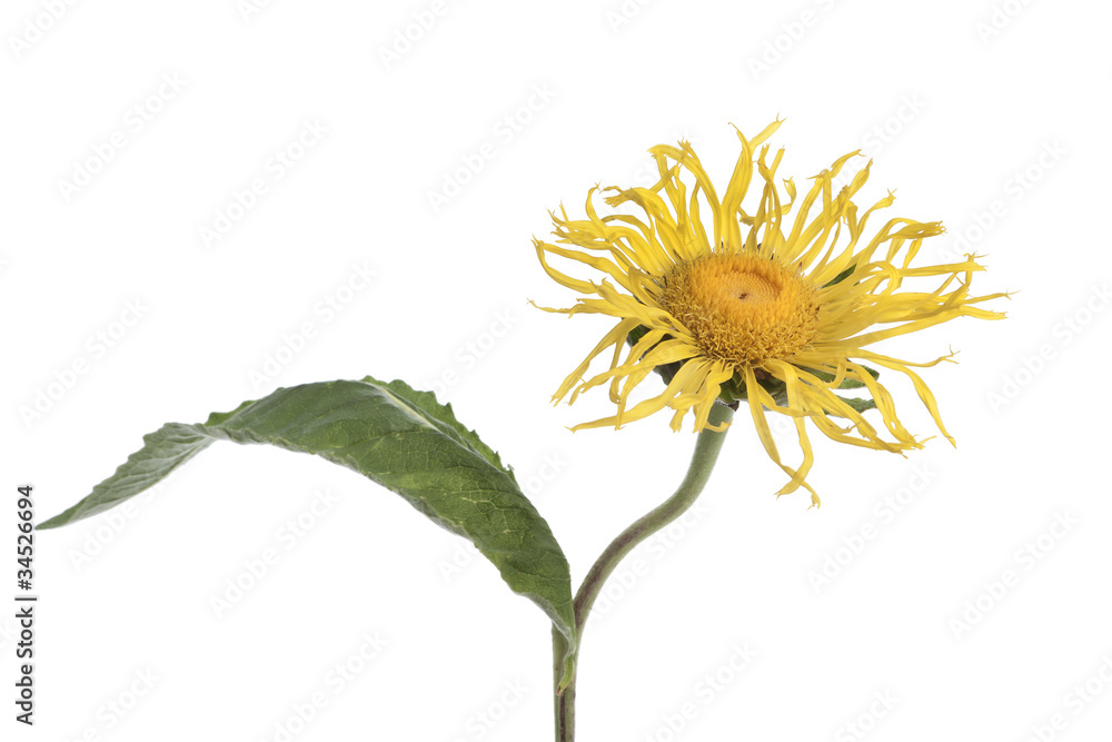 Obraz premium Inula helenium
