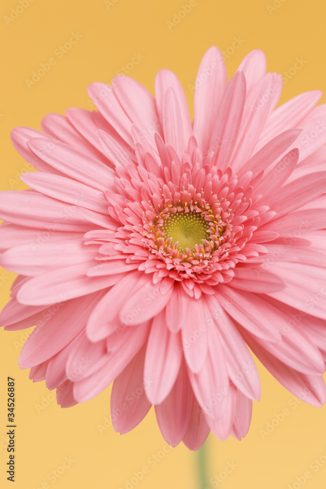 Fototapeta premium ガーベラの花