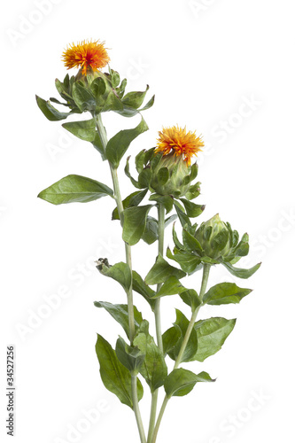 Orange Safflower